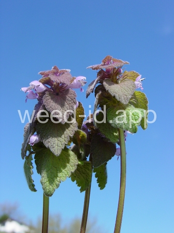 deadnettle, purple